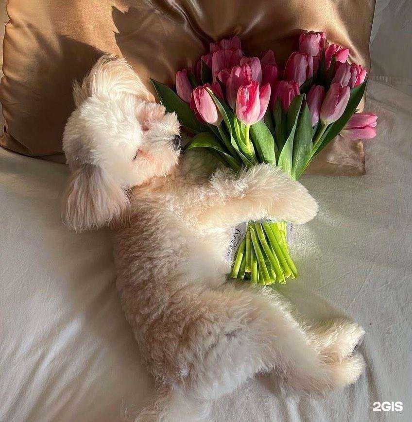 Отзывы на компанию Red Букет в г. Новокузнецк c фото