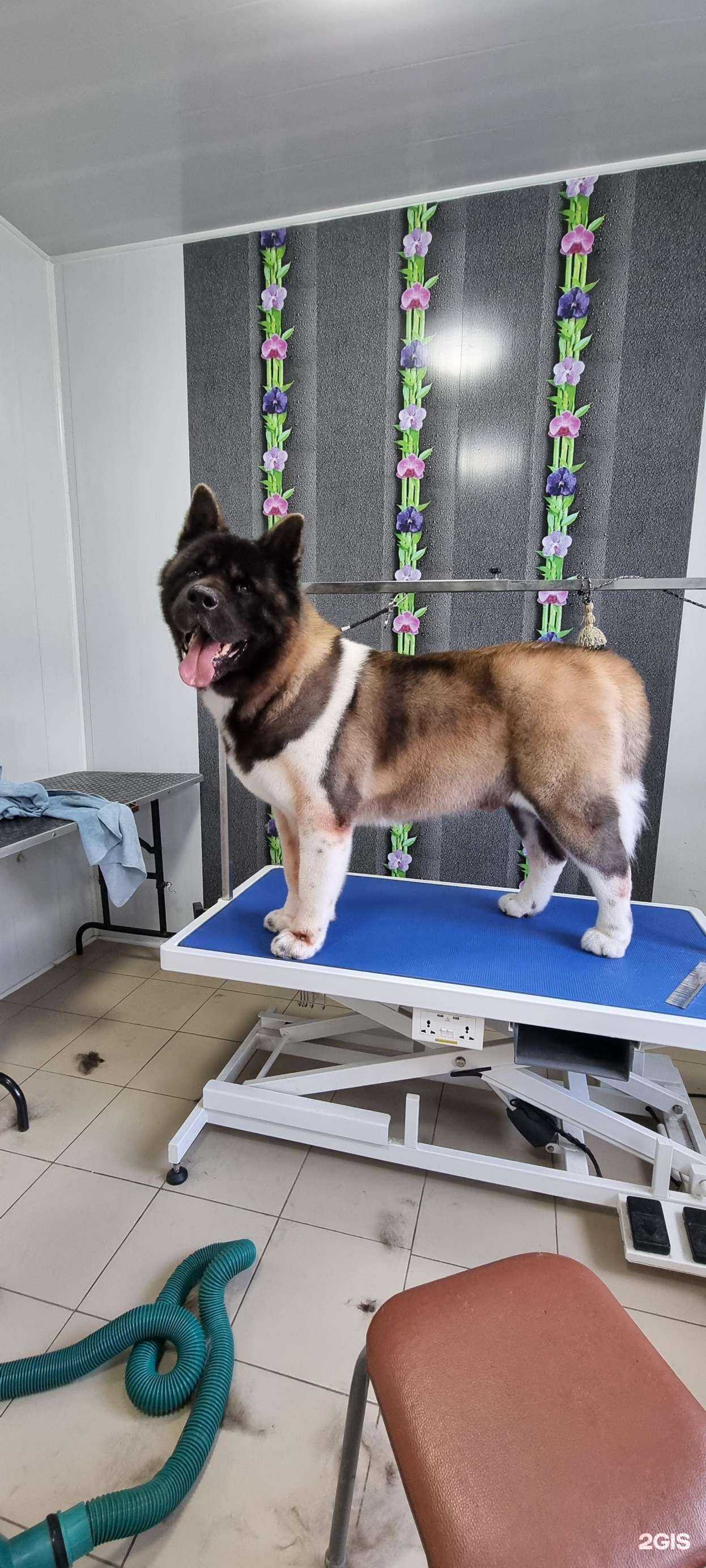 Отзывы на компанию Woolstyle groom в Хабаровске c фото