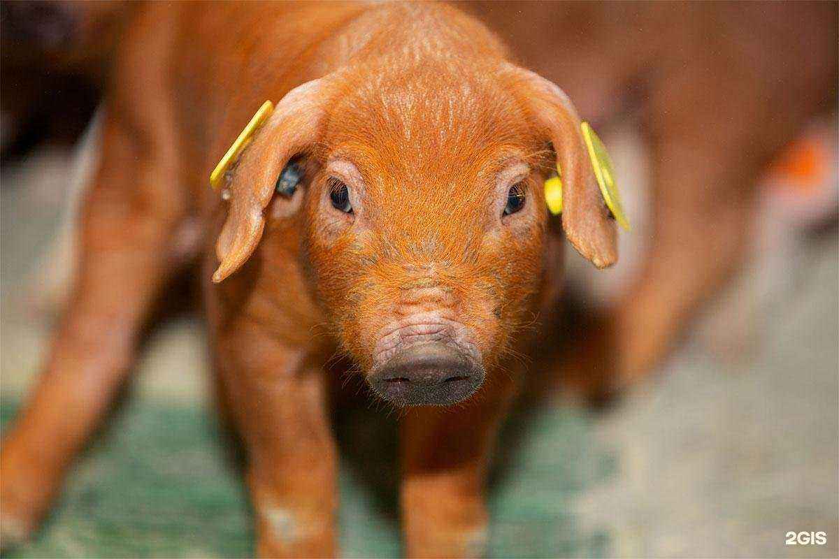 Отзывы на компанию Отрада фармз в г. Липецк c фото