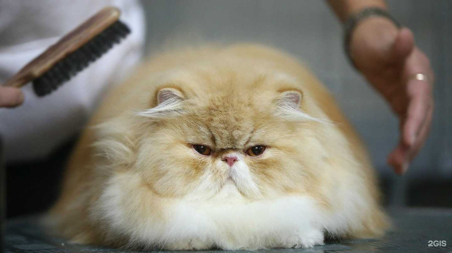 Отзывы на компанию Зоогалерея в Белгороде c фото