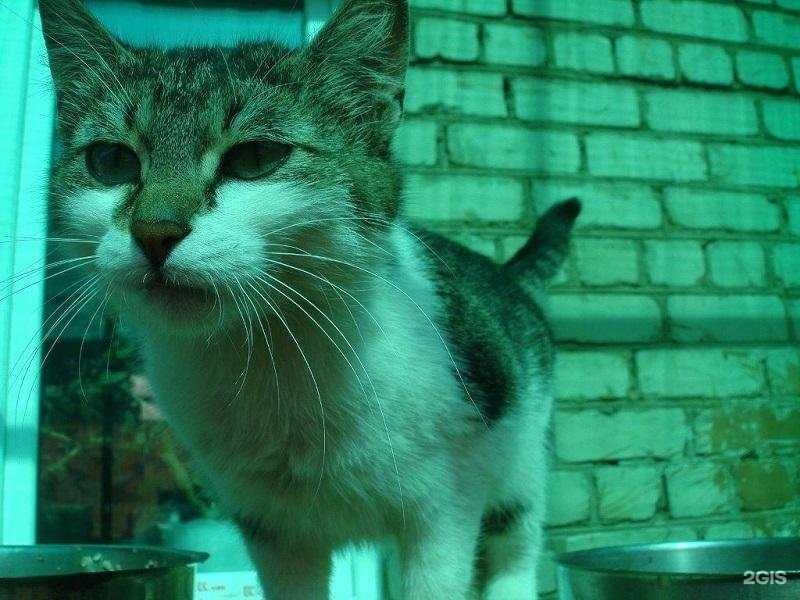 Отзывы на компанию Государственная ветеринарная клиника в г. Кострома c фото