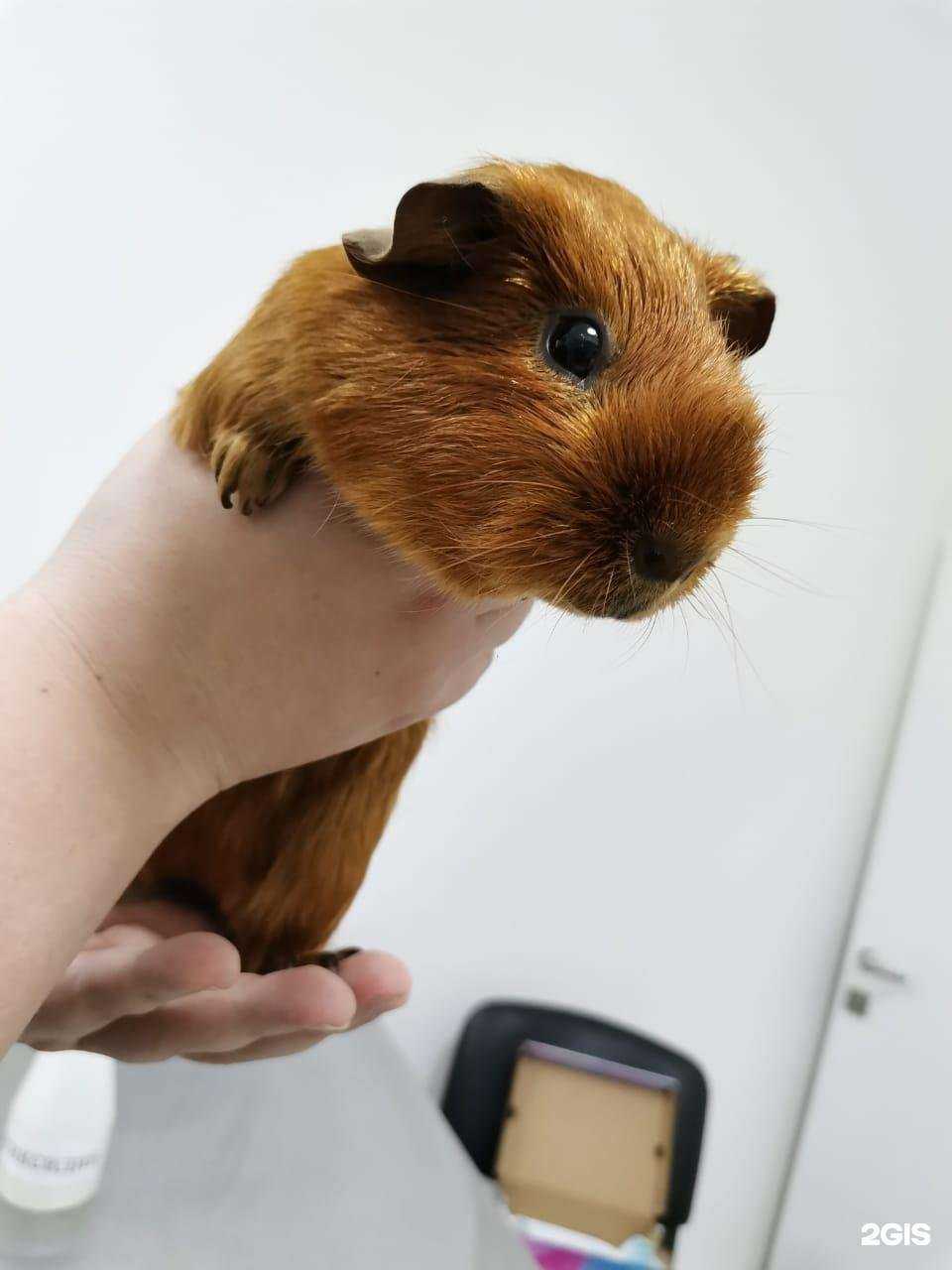 Отзывы на компанию Доктор Пух в Долгопрудном c фото