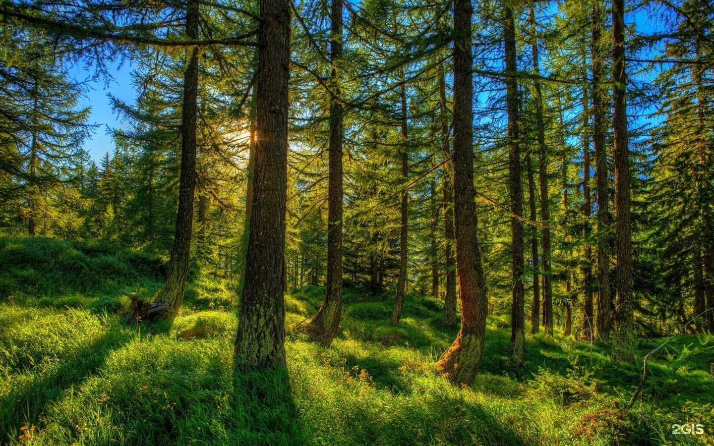 Отзывы на компанию Сила дерева в г. Сочи c фото