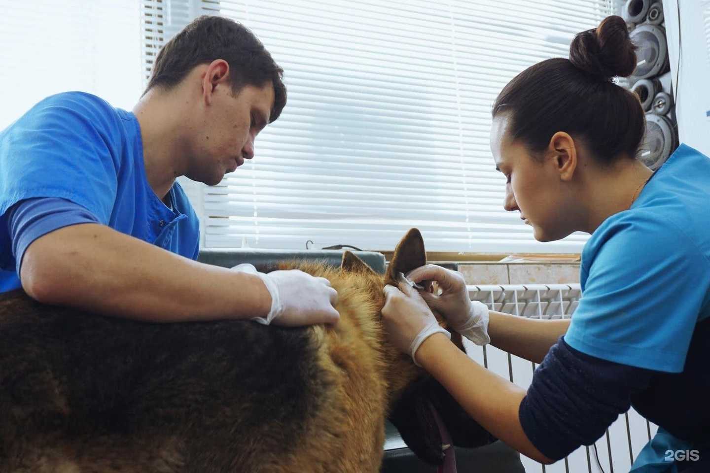 Отзывы на компанию ВетПрофи в Ейске c фото