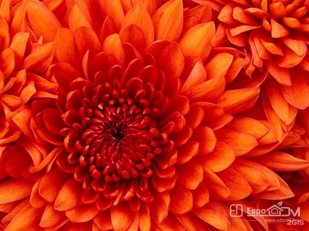 Отзывы на компанию ЕвроДом в г. Боровичи c фото