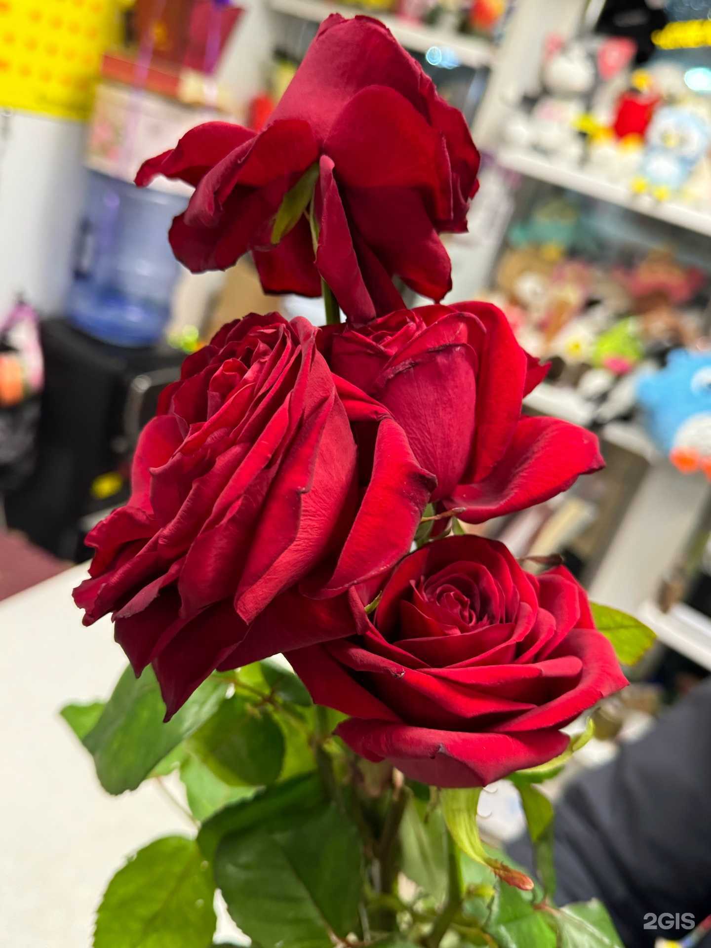 Отзывы на компанию Орхидея в Кургане c фото