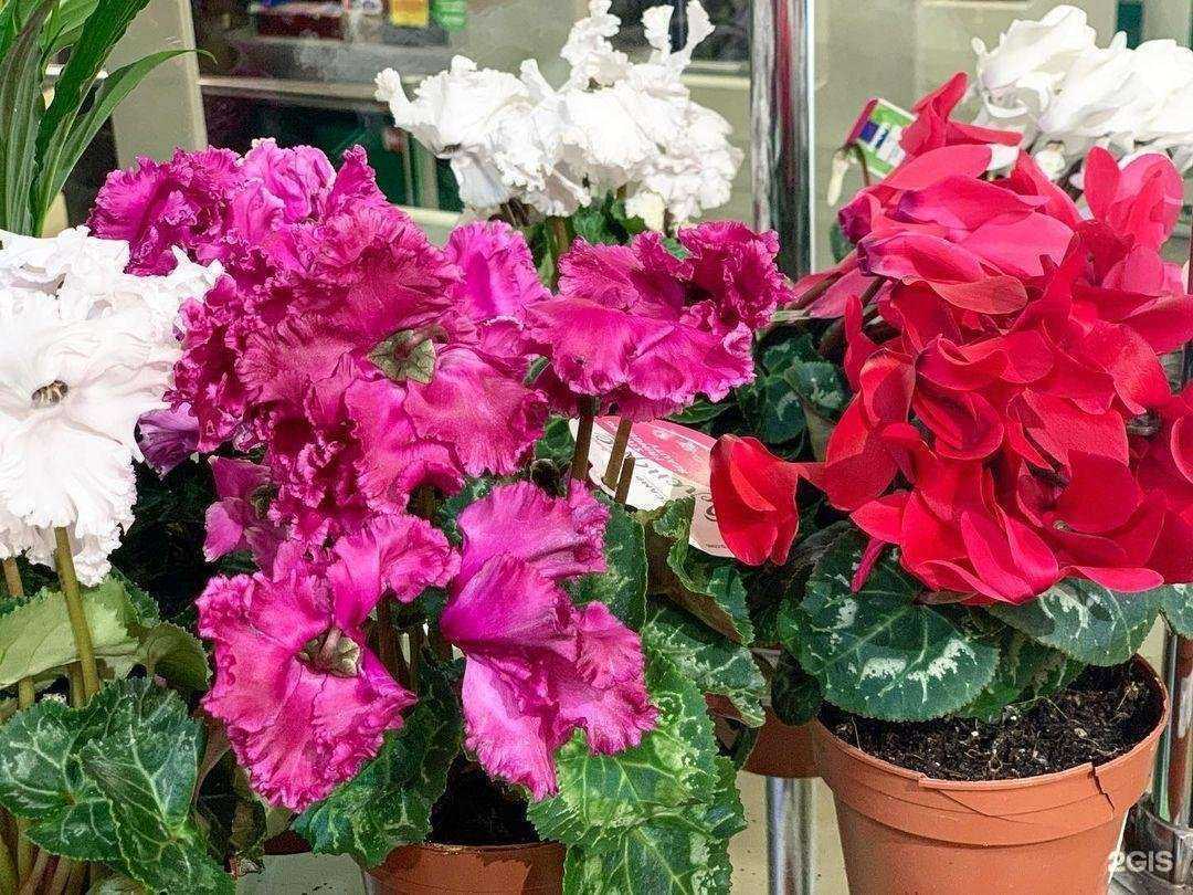 Отзывы на компанию Букет в Советской Гавани c фото