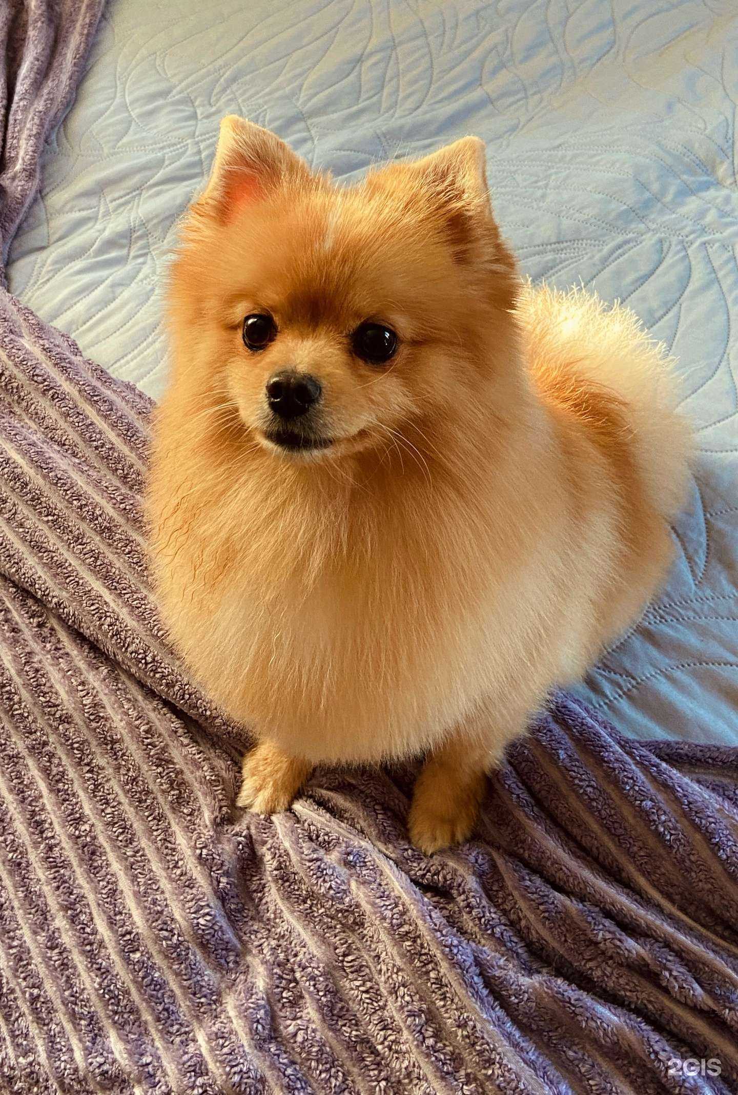 Отзывы на компанию Groomline в Новосибирске c фото