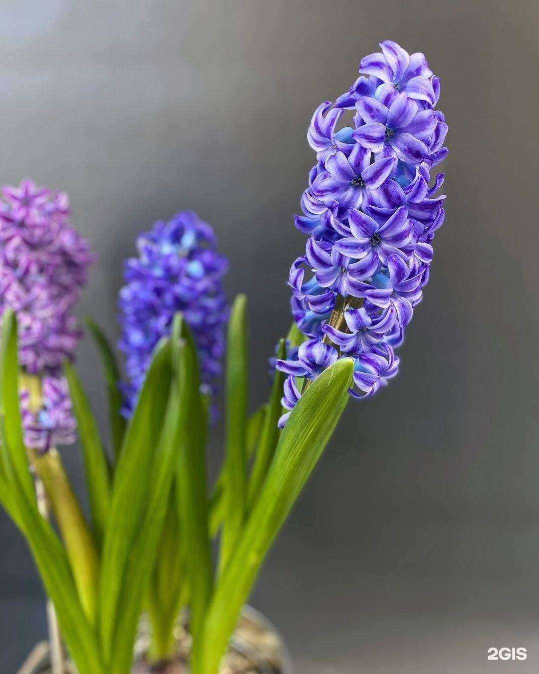 Отзывы на компанию Алиса в Чите c фото