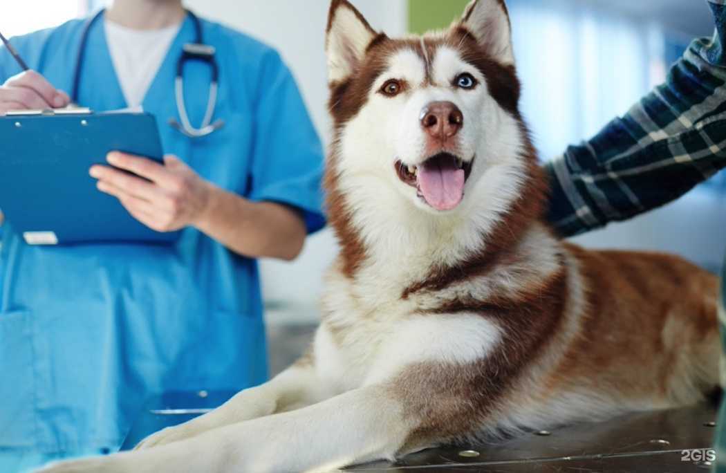 Отзывы на компанию ВетПомощь в г. Красноярск c фото