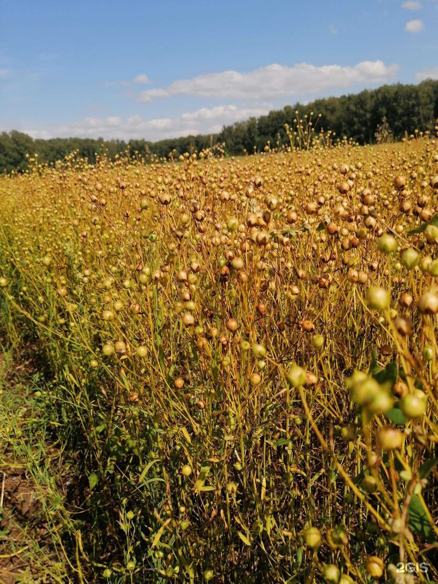 Отзывы на компанию Нео-Сиб в Барнауле c фото