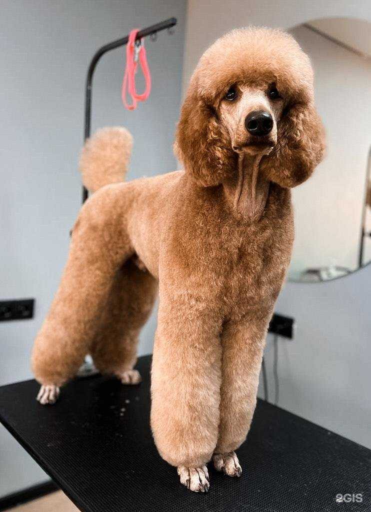 Отзывы на компанию БЛЭКГРУМЕР.РФ в Омске c фото