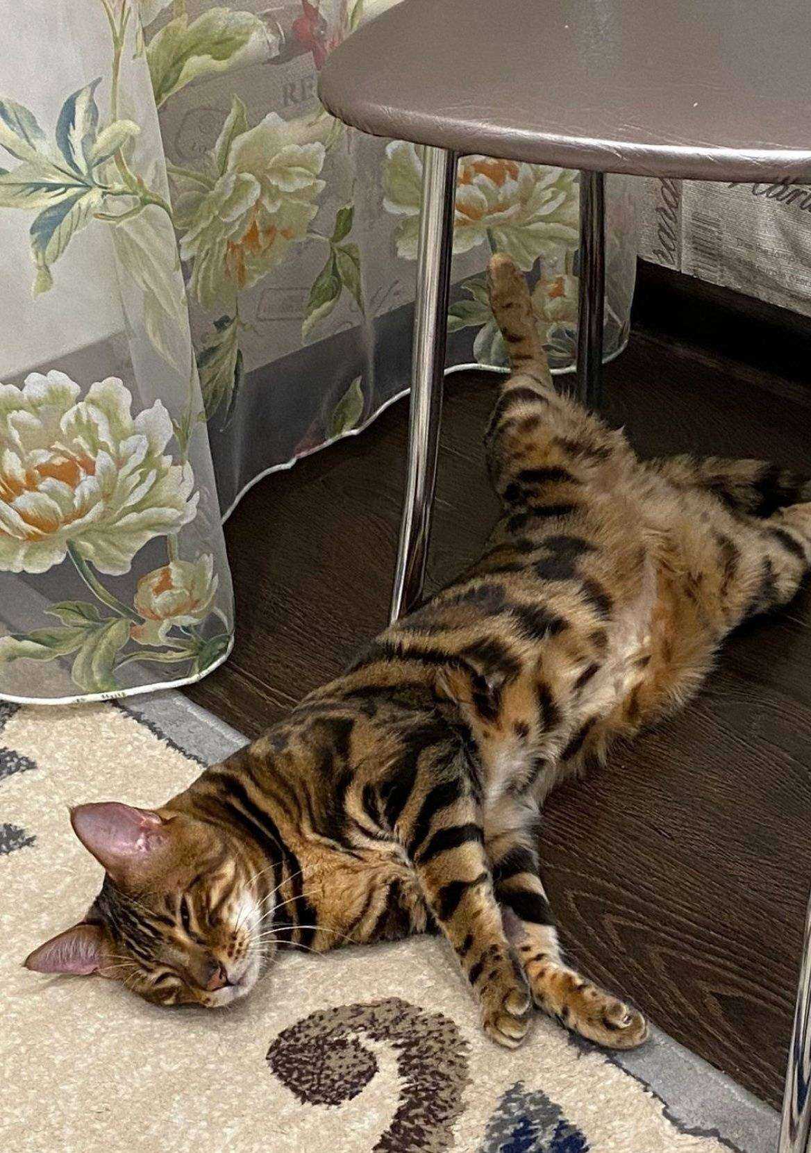 Отзывы на компанию Лесси в г. Челябинск c фото