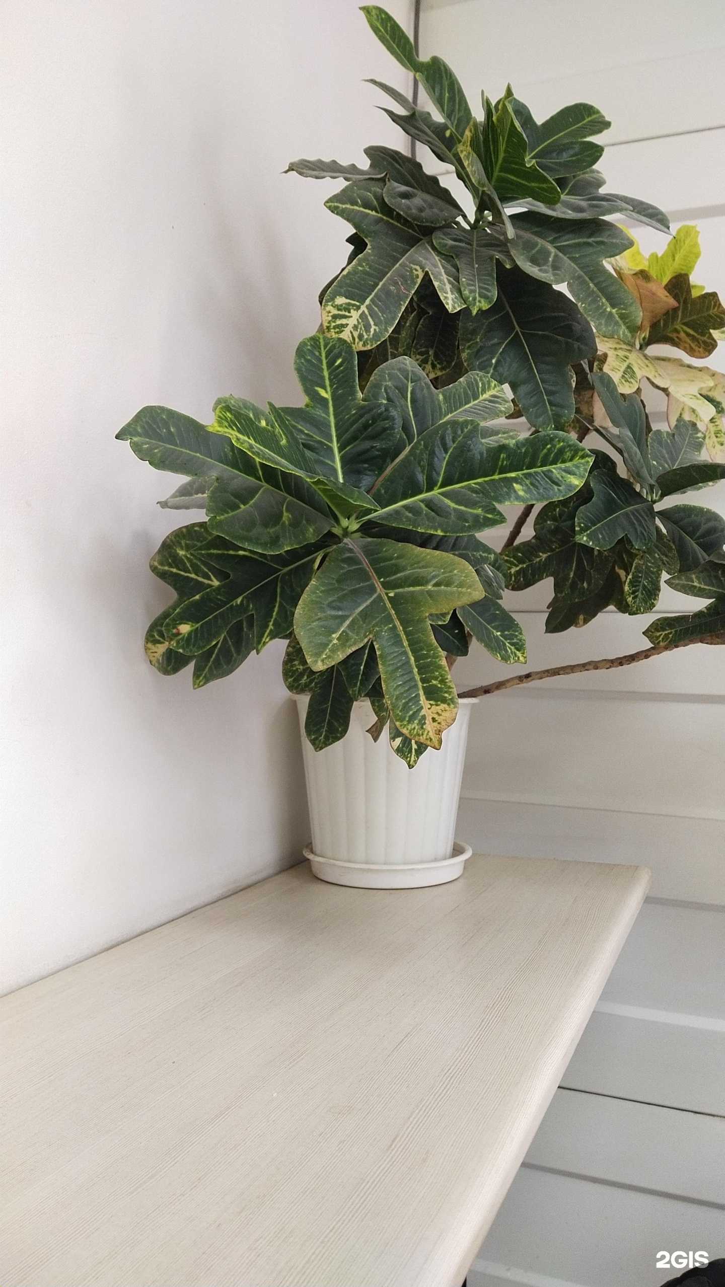 Отзывы на компанию Пекарня в Омске c фото