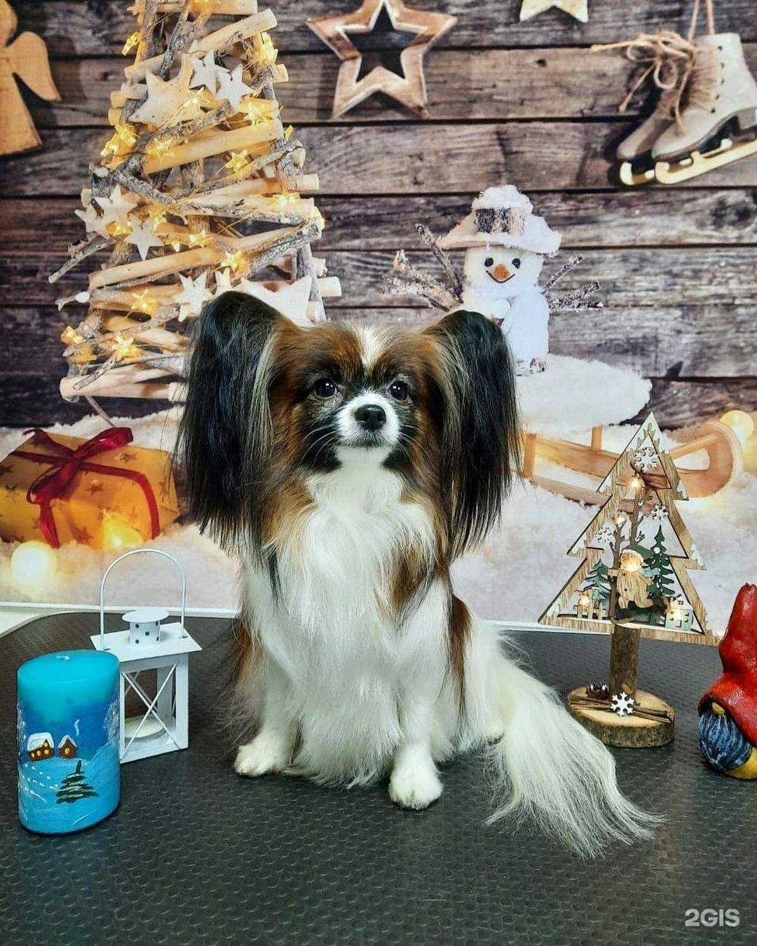 Отзывы на компанию Мистер Дог в г. Киров c фото