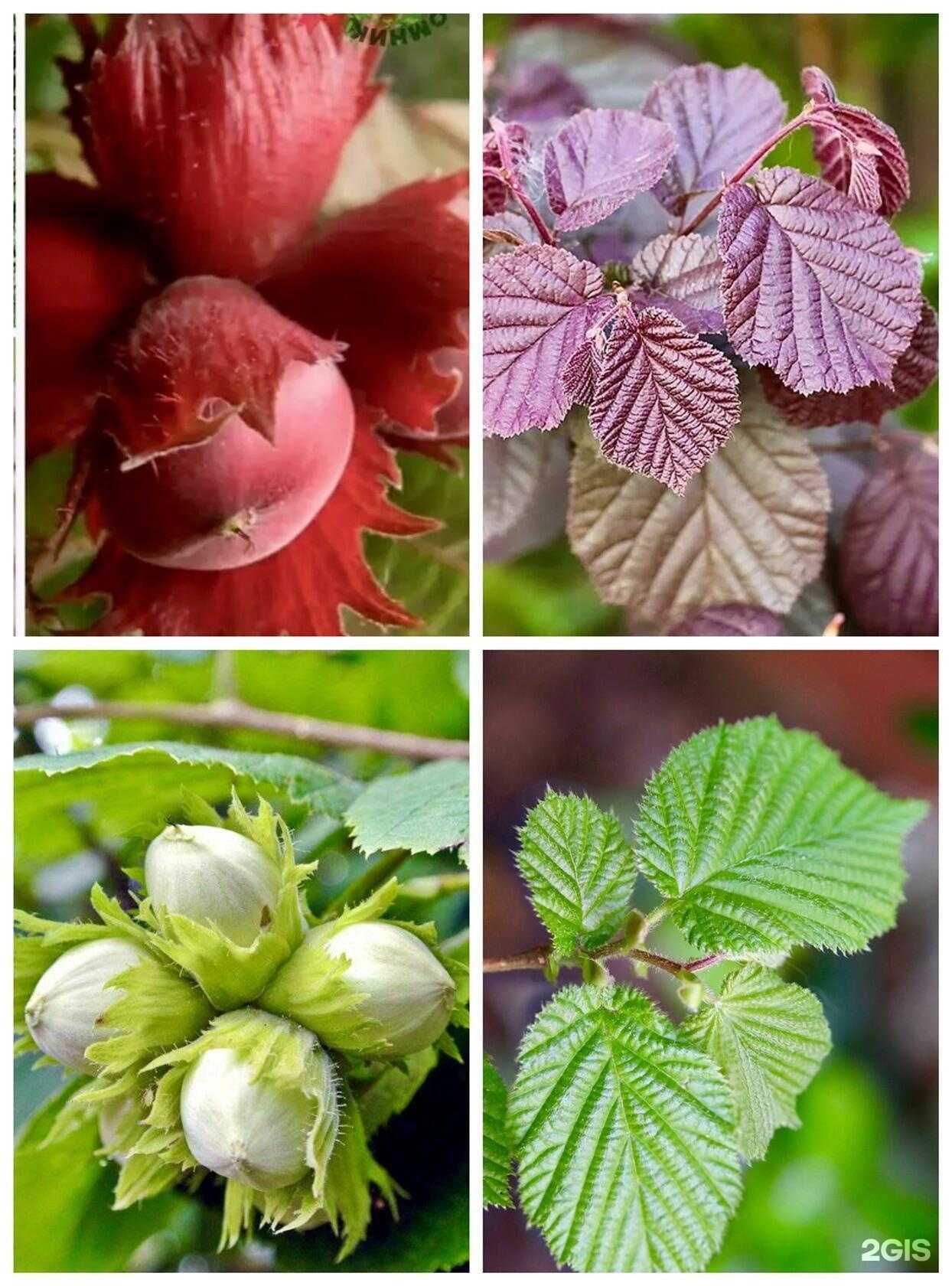 Отзывы на компанию Садовый посад в Кургане c фото