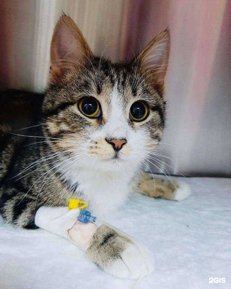 Отзывы на компанию 9 Жизней, ветеринарная клиника в г. Ярцево c фото