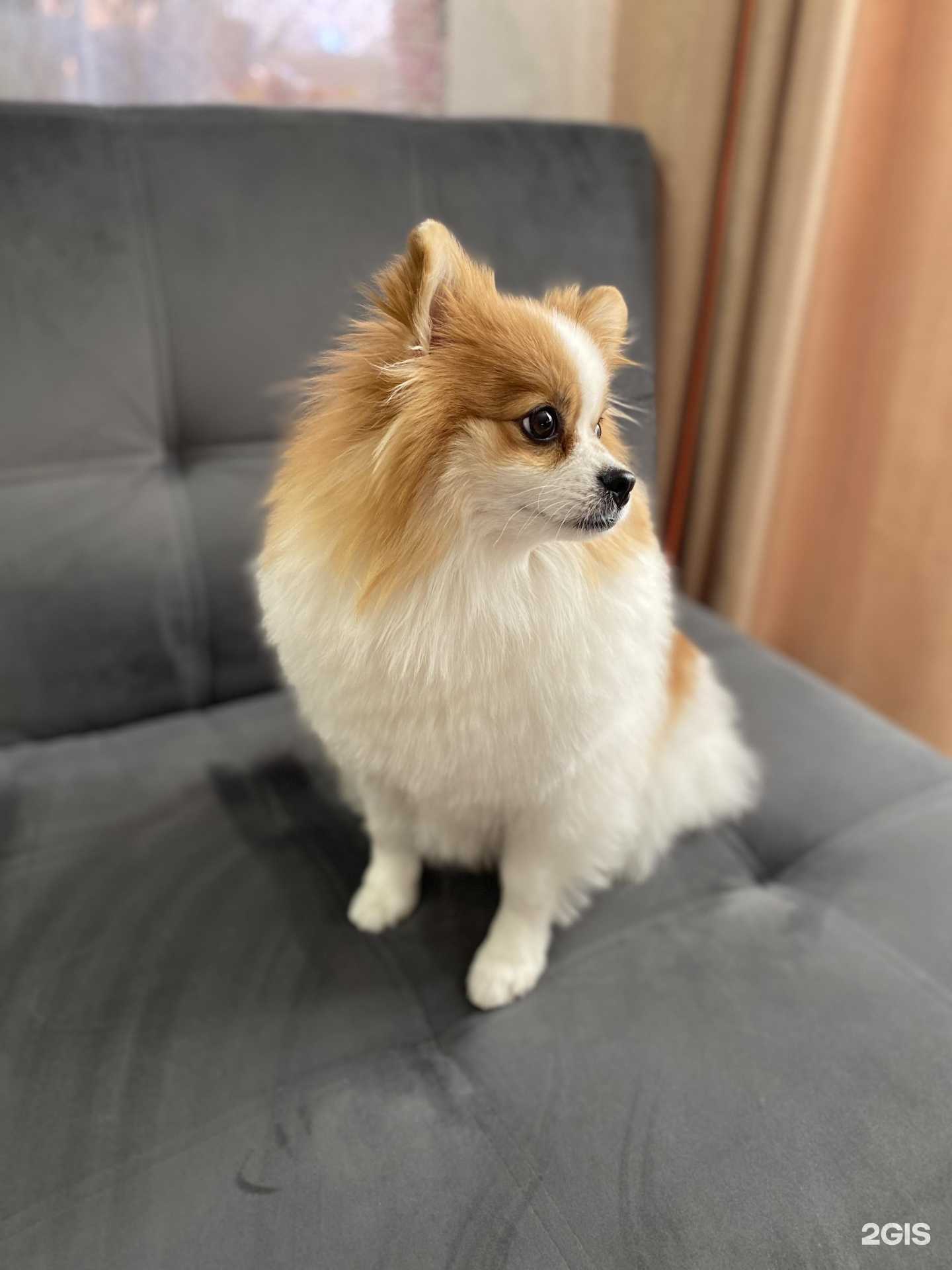 Отзывы на компанию Солнечный Пёс в г. Курган c фото