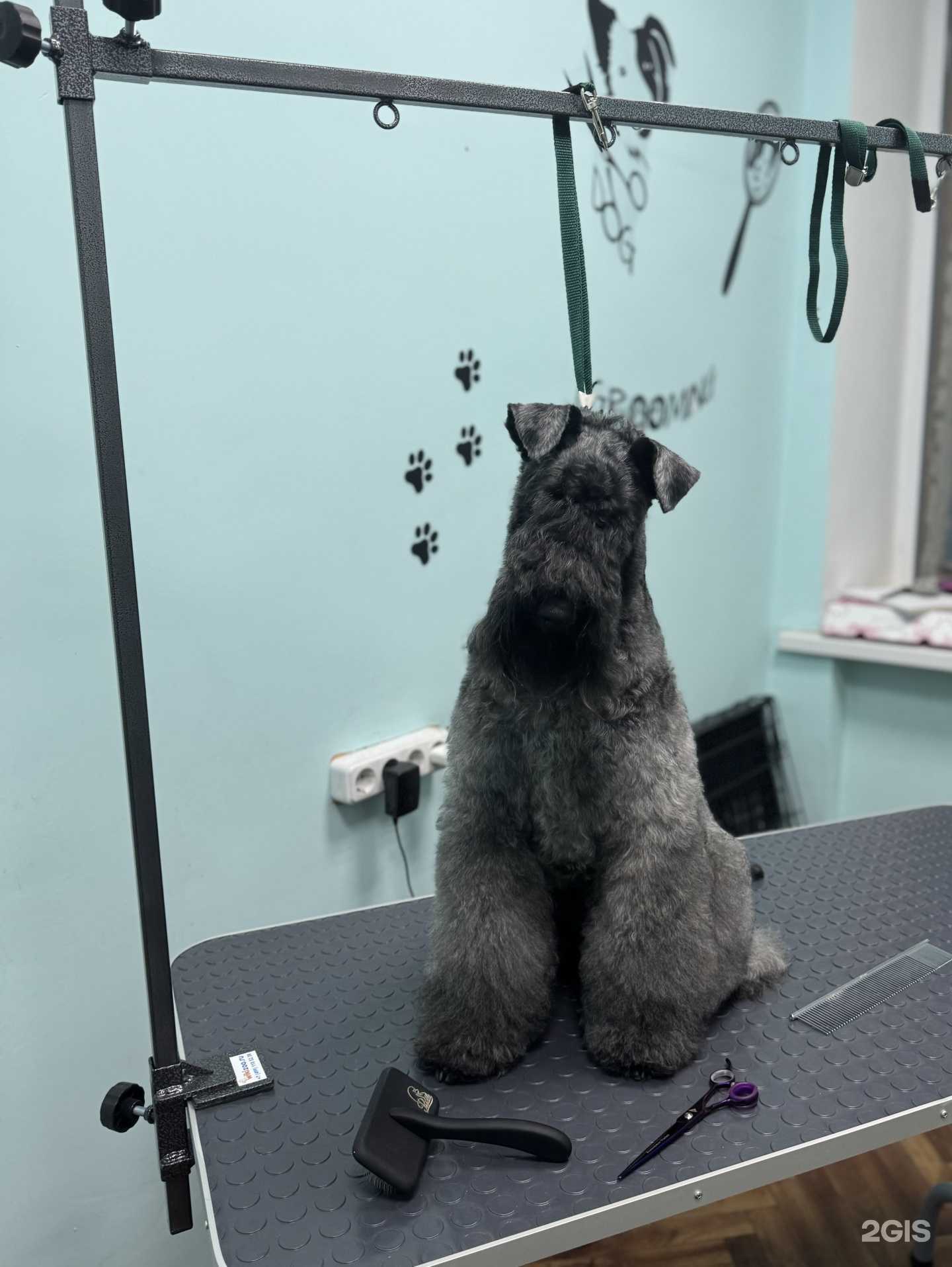 Отзывы на компанию Кабинет груминга в г. Хабаровск c фото