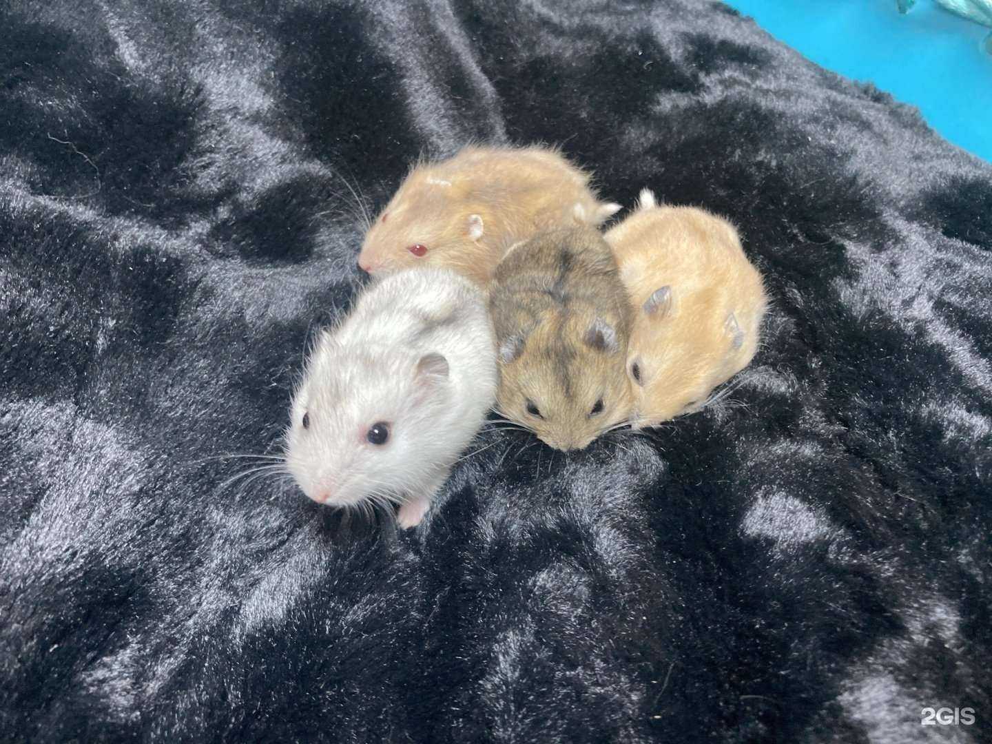 Отзывы на компанию Зоомагазин в Челябинске c фото