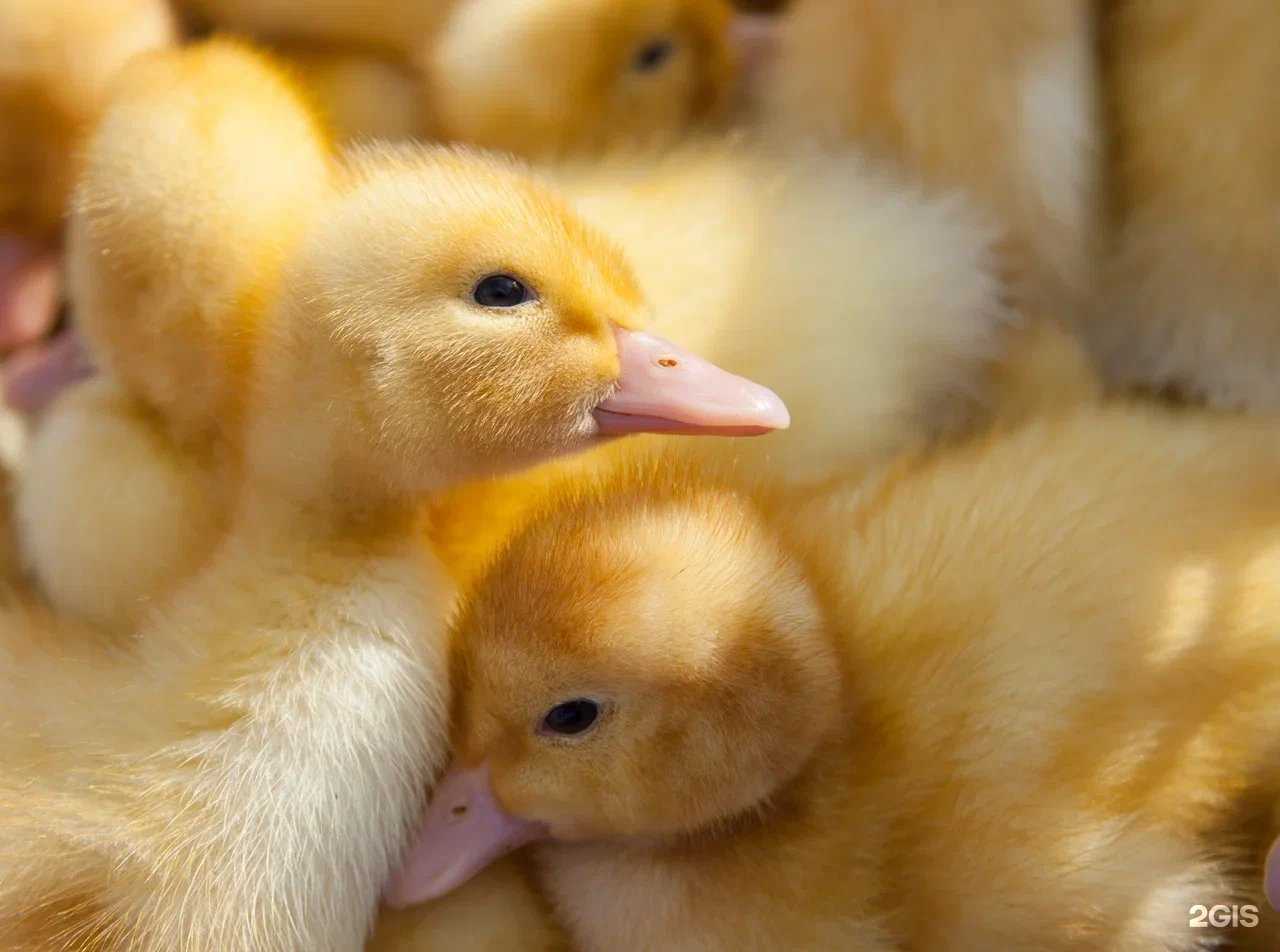 Отзывы на компанию Дамате в Пензе c фото