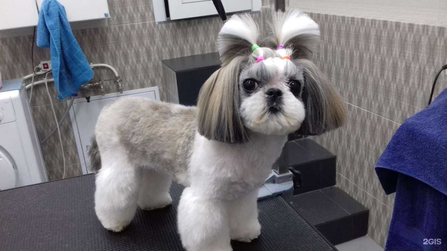 Отзывы на компанию Хвостатый модник в г. Челябинск c фото