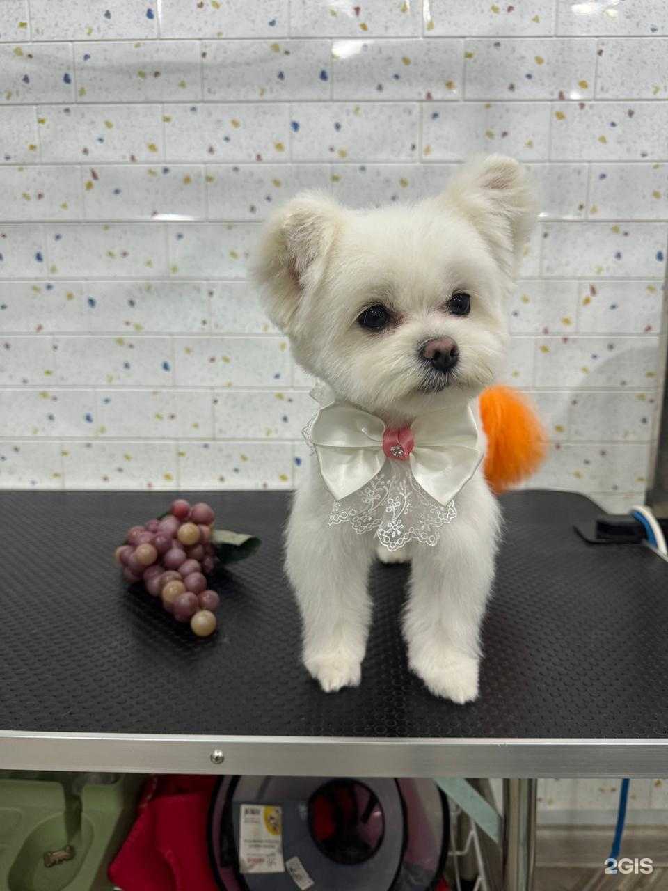 Отзывы на компанию Грумёрка в Уфе c фото