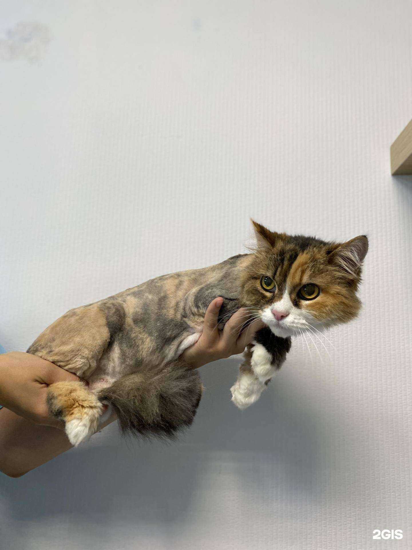 Отзывы на компанию Милый пёс в г. Новороссийск c фото