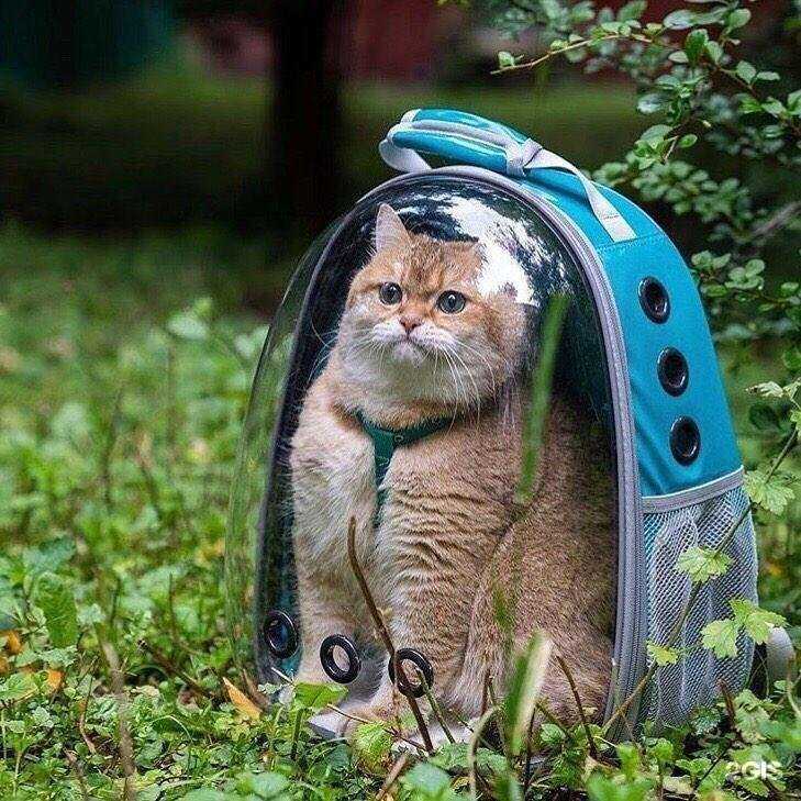 Отзывы на компанию Айболит в г. Пятигорск c фото