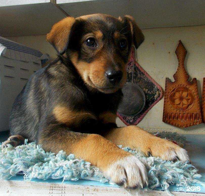 Отзывы на компанию Ветеринарная лечебница Ленинского района в Астрахани c фото