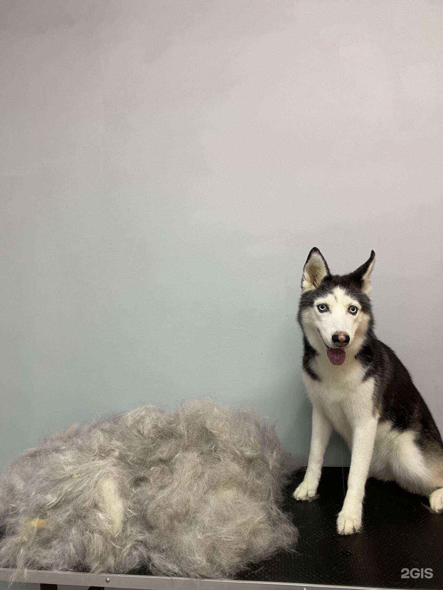 Отзывы на компанию Pantera groom в Каменске-Уральском c фото