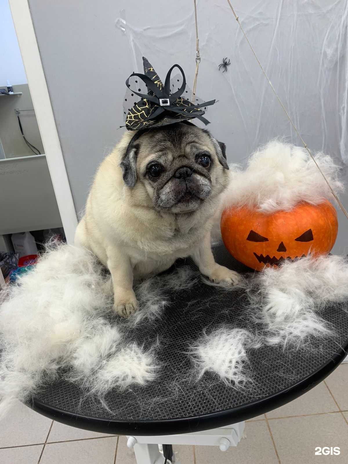 Отзывы на компанию ЗооСтиль в г. Смоленск c фото