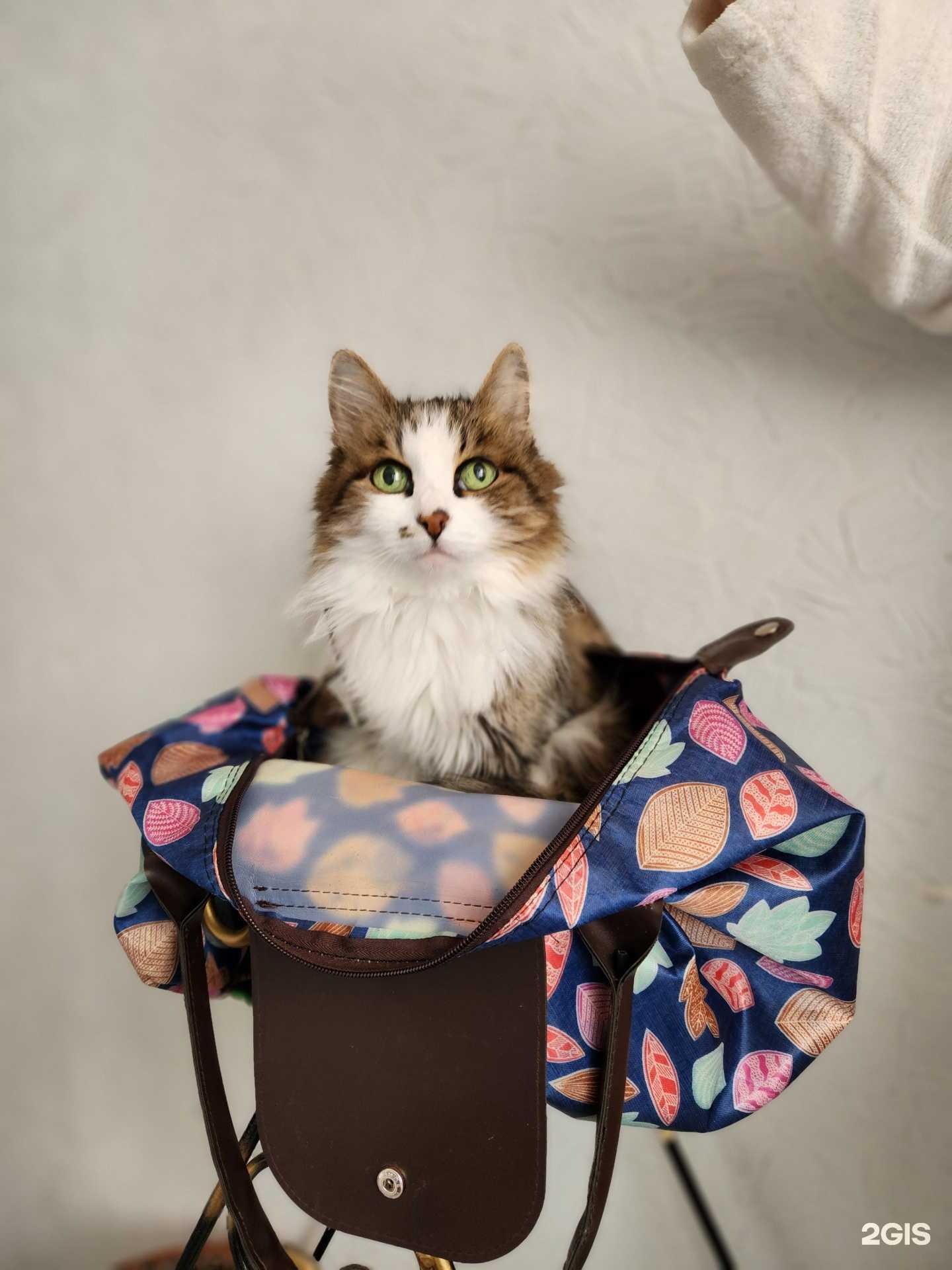 Отзывы на компанию Пушок в г. Красноярск c фото