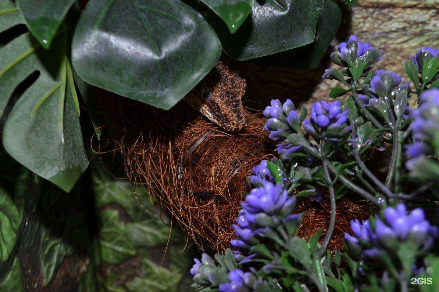 Отзывы на компанию Рептомания в Ярославле c фото