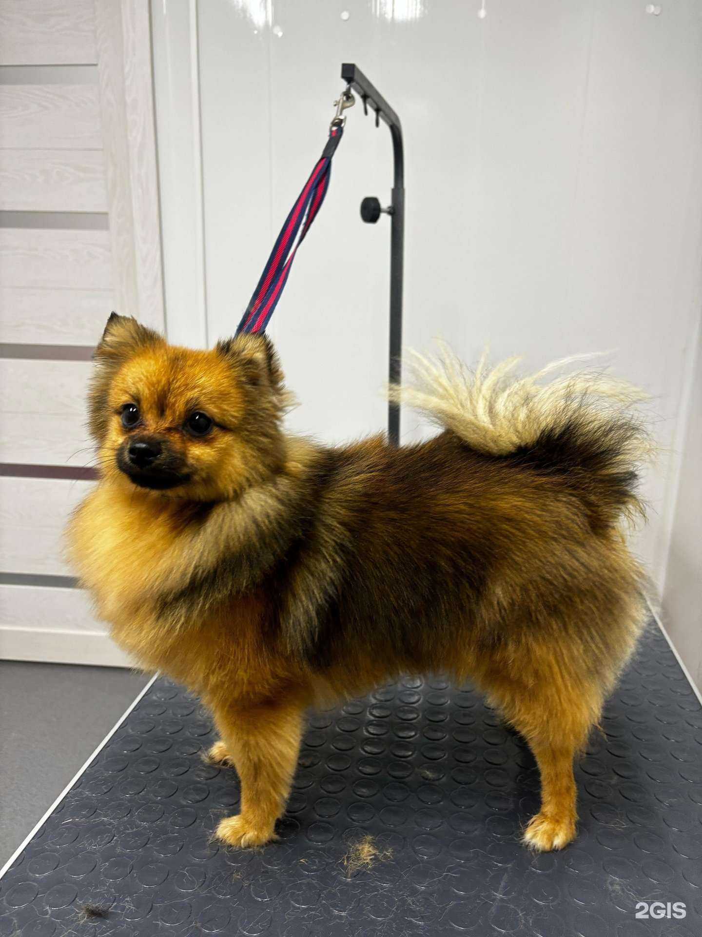 Отзывы на компанию Васька. groom в Магнитогорске c фото