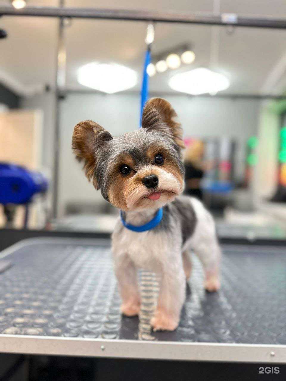 Отзывы на компанию Groom в Красногорске c фото