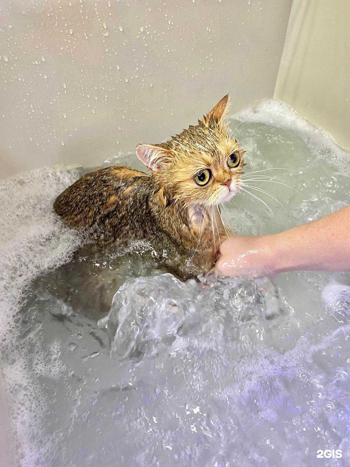 Отзывы на компанию DzenGroom в г. Лобня c фото