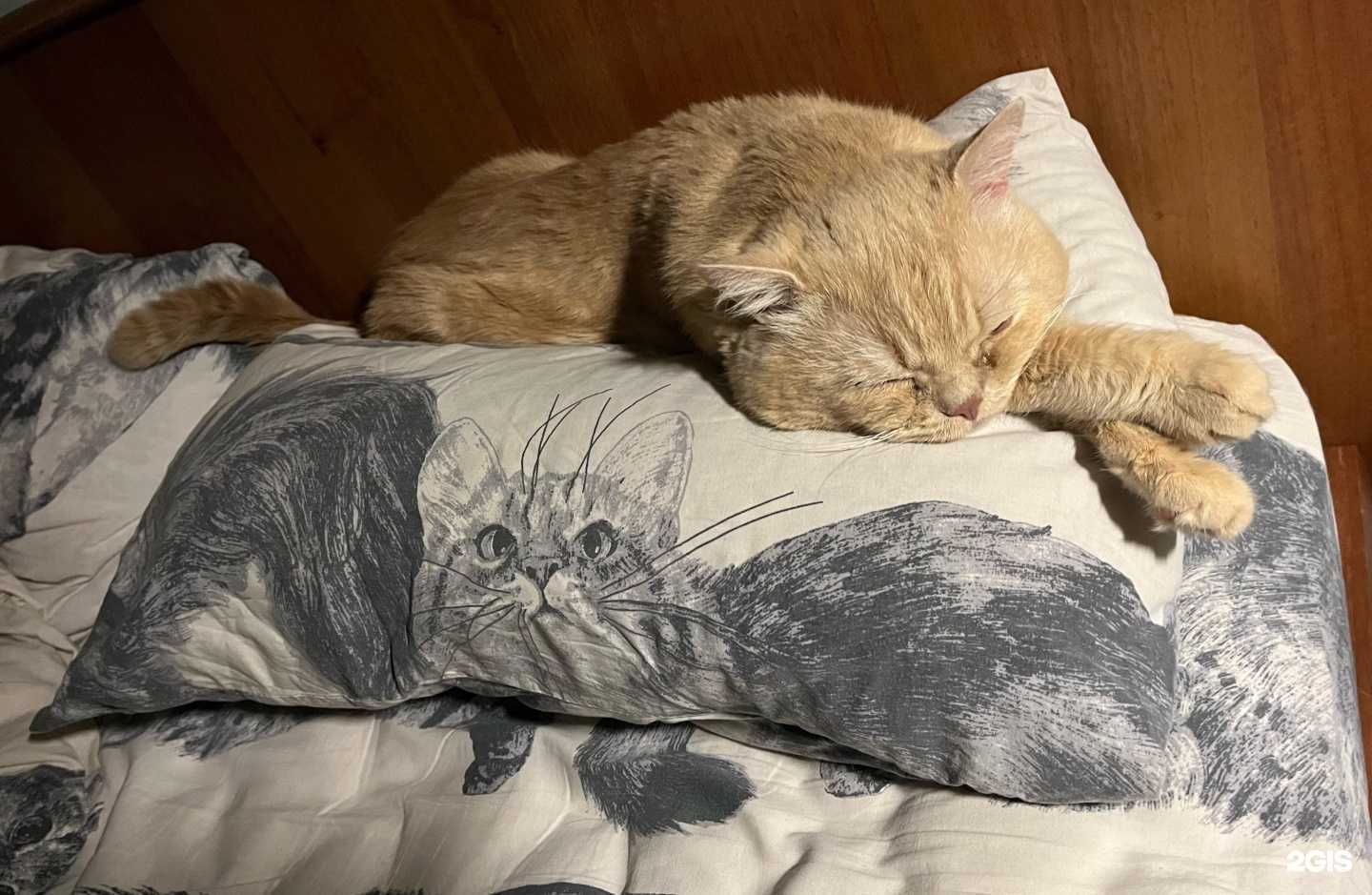 Отзывы на компанию Амиго в г. Красноярск c фото