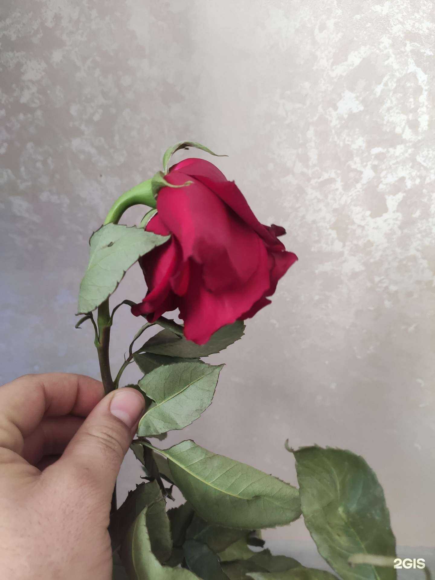 Отзывы на компанию Аленький цветочек в Челябинске c фото