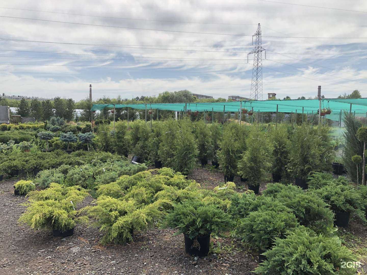 Отзывы на компанию Дивный сад в Омске c фото