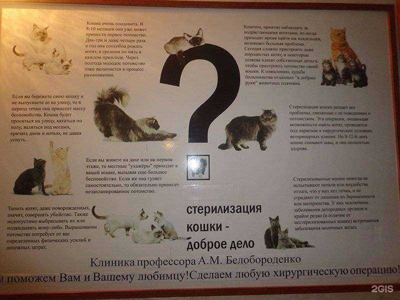 Отзывы на компанию Ветеринарная клиника профессора А.М. Белобороденко в Тюмени c фото