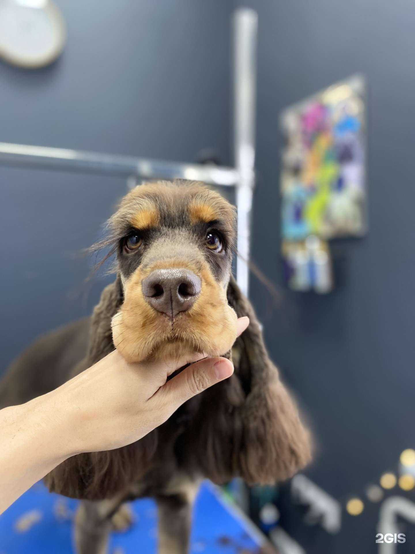 Отзывы на компанию Da_groom в Сертолове c фото