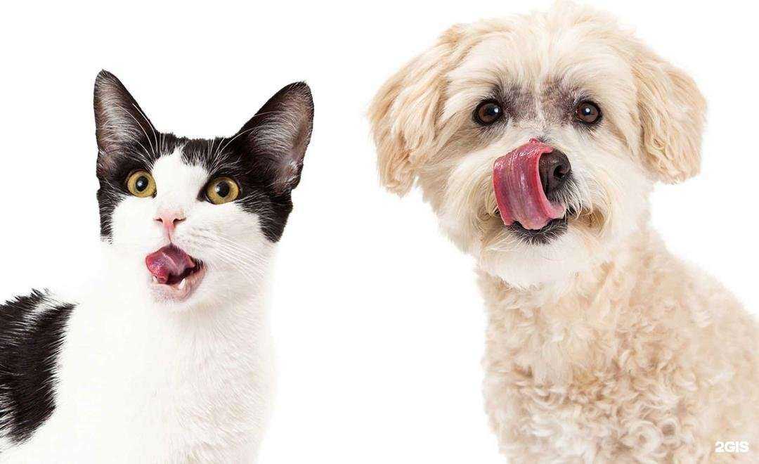 Отзывы на компанию Кот и пёс в г. Петропавловск-Камчатский c фото