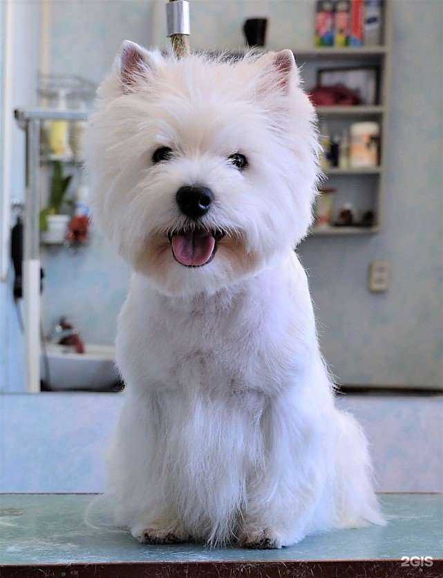 Отзывы на компанию Терри в г. Иркутск c фото