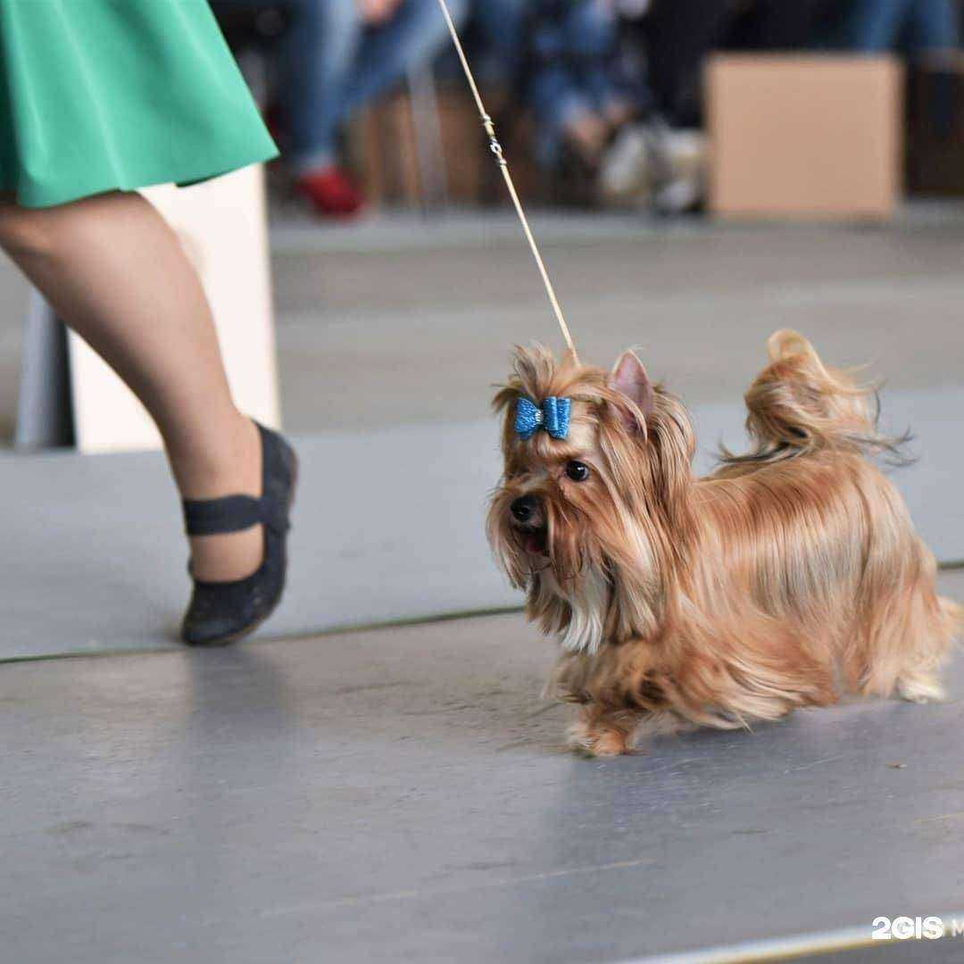 Отзывы на компанию Усы да лапы в Пензе c фото