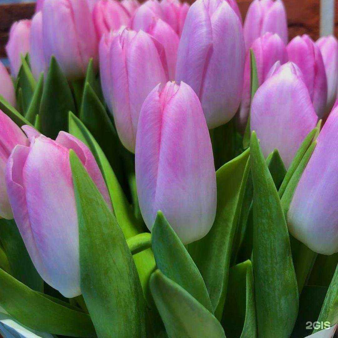 Отзывы на компанию София в Королёве c фото