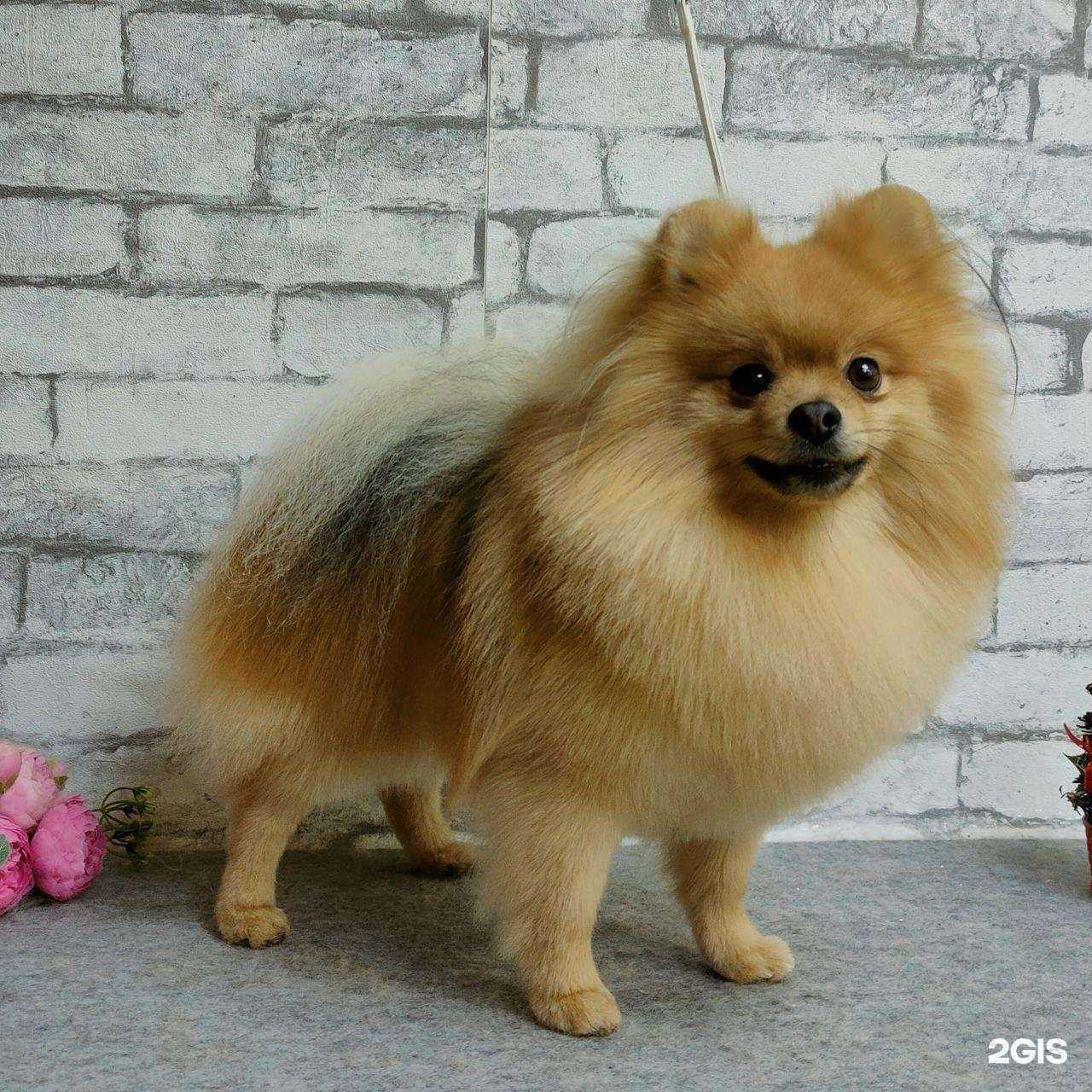 Отзывы на компанию Zoopet30 в г. Астрахань c фото