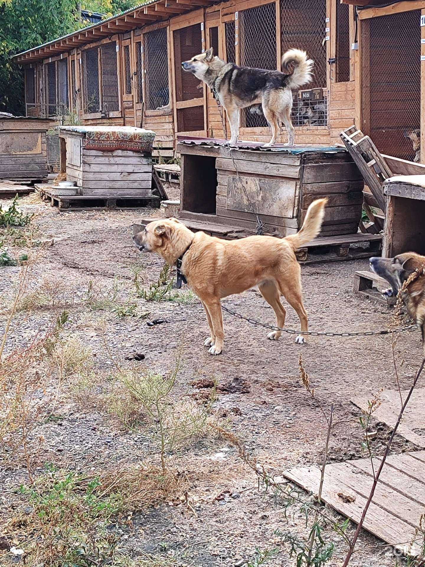 Отзывы на компанию Мокрый нос в г. Киров c фото