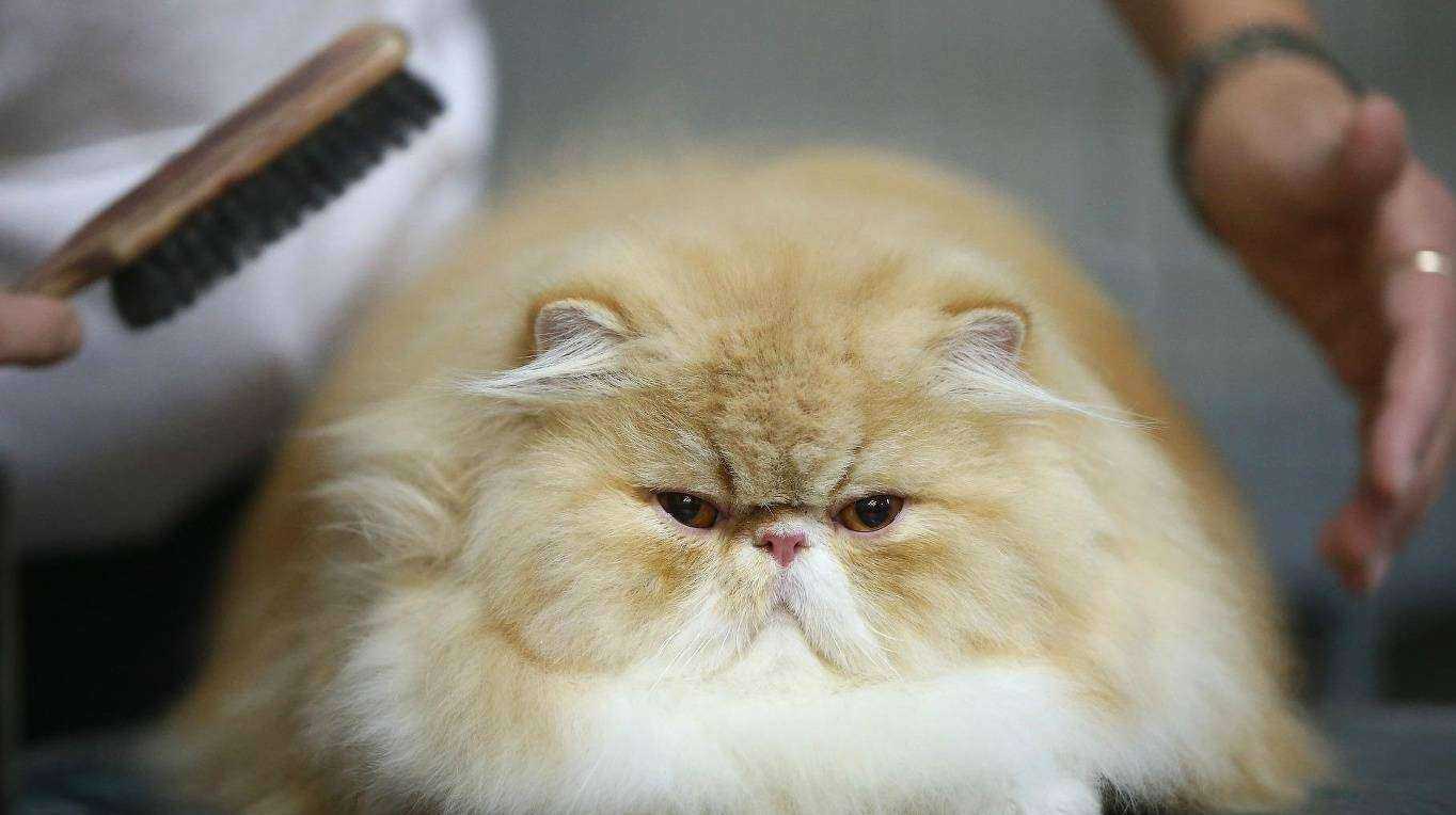 Отзывы на компанию Зоогалерея в Ярославле c фото