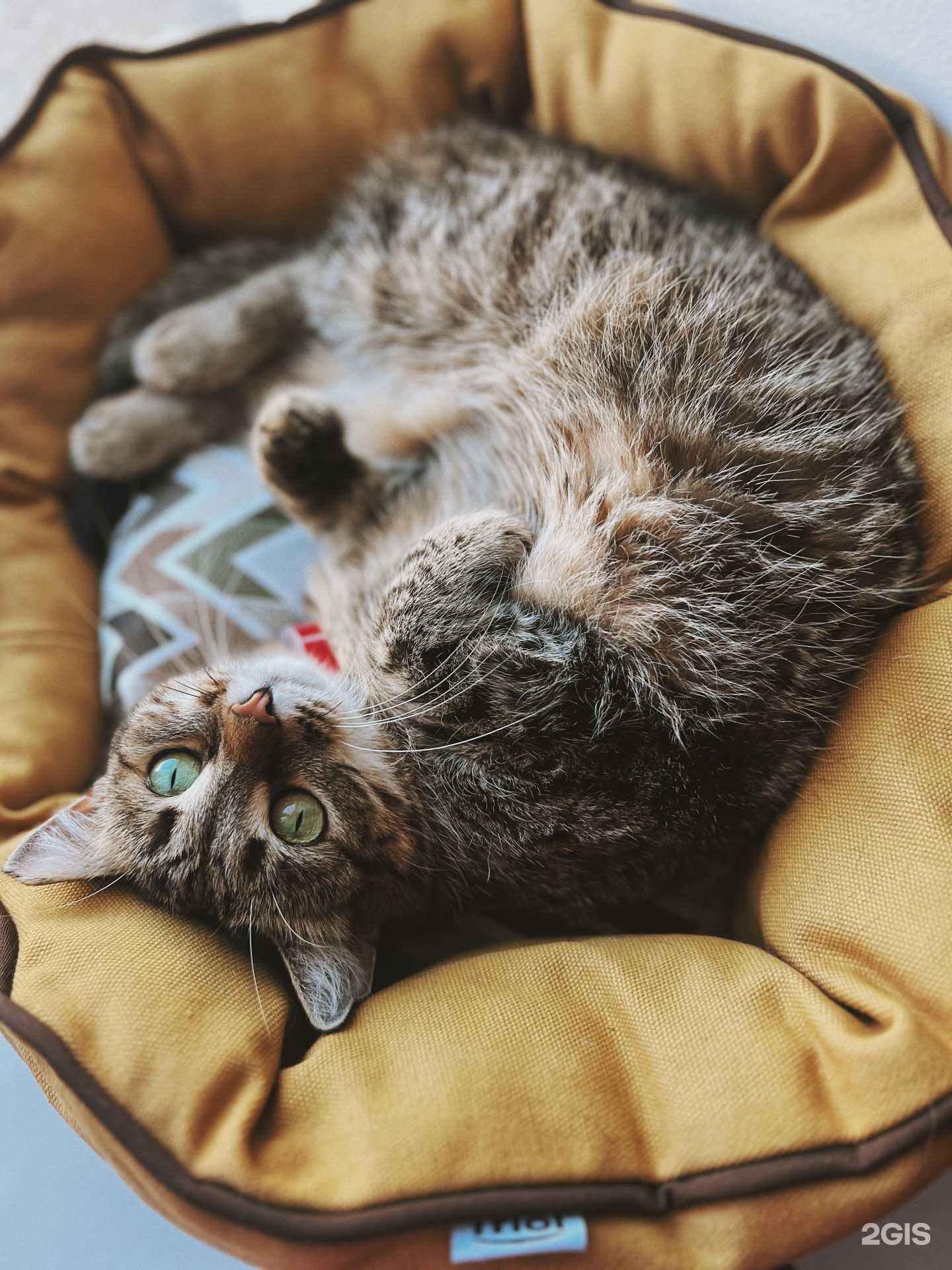 Отзывы на компанию By Cats в г. Магнитогорск c фото